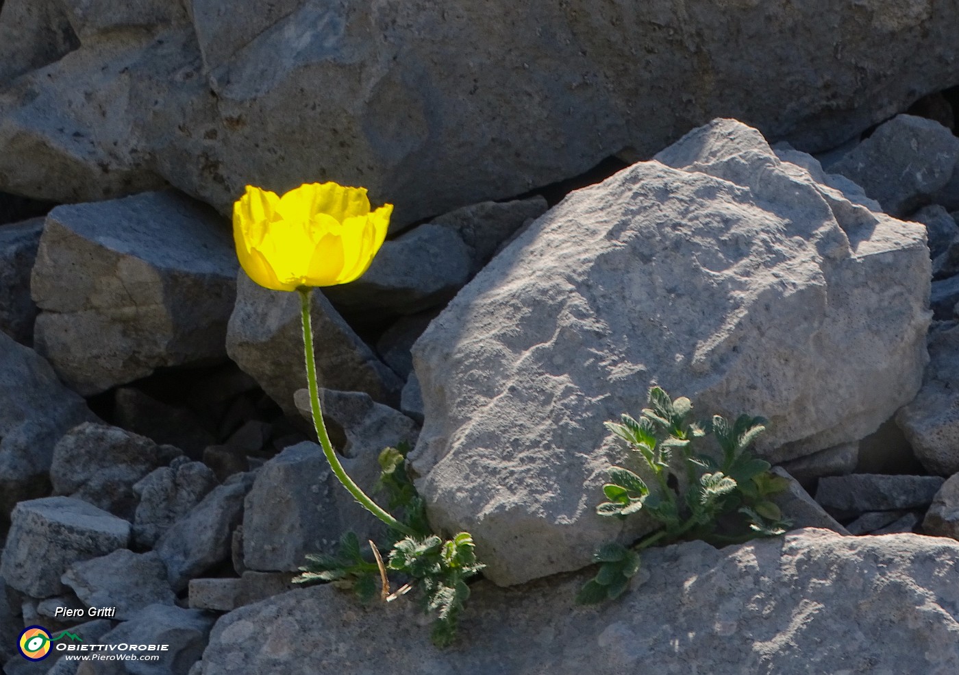 33 Papaver rhaeticum (Papavero dorato) sui macereti del Mandrone.JPG